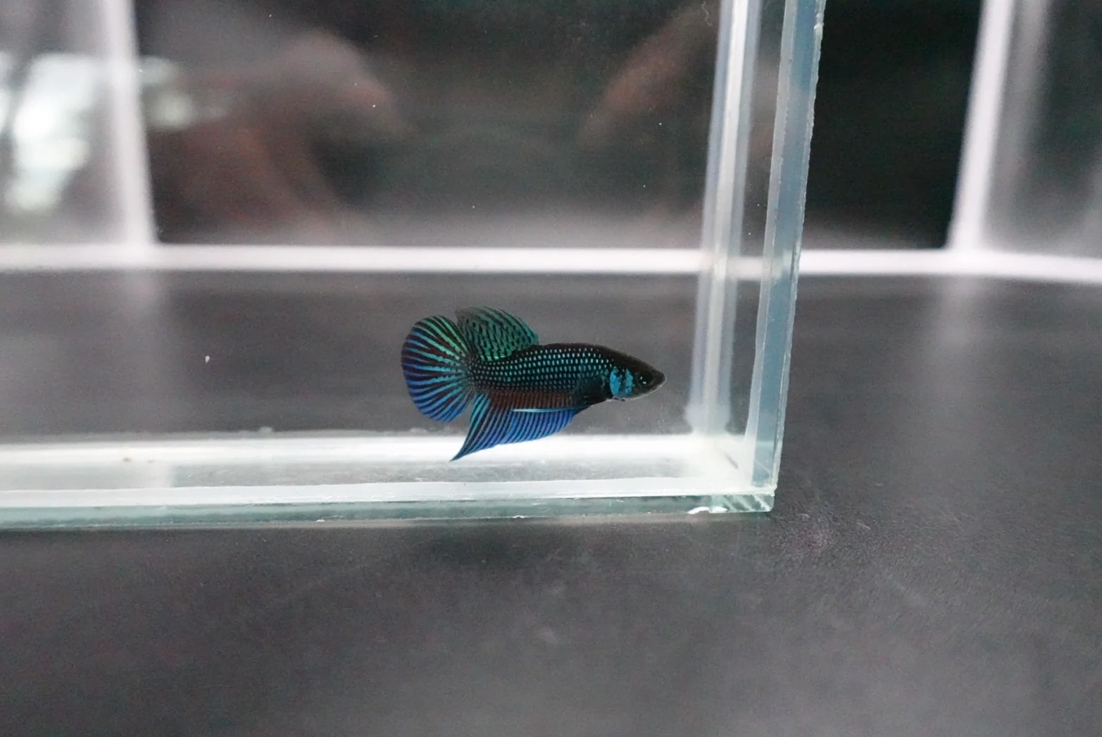 Green Mahachaiensis Betta - Thailand Wild Betta (Male) - Image 5