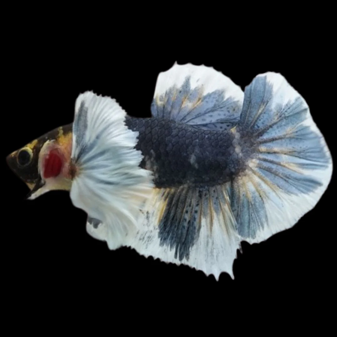 Betta Fish