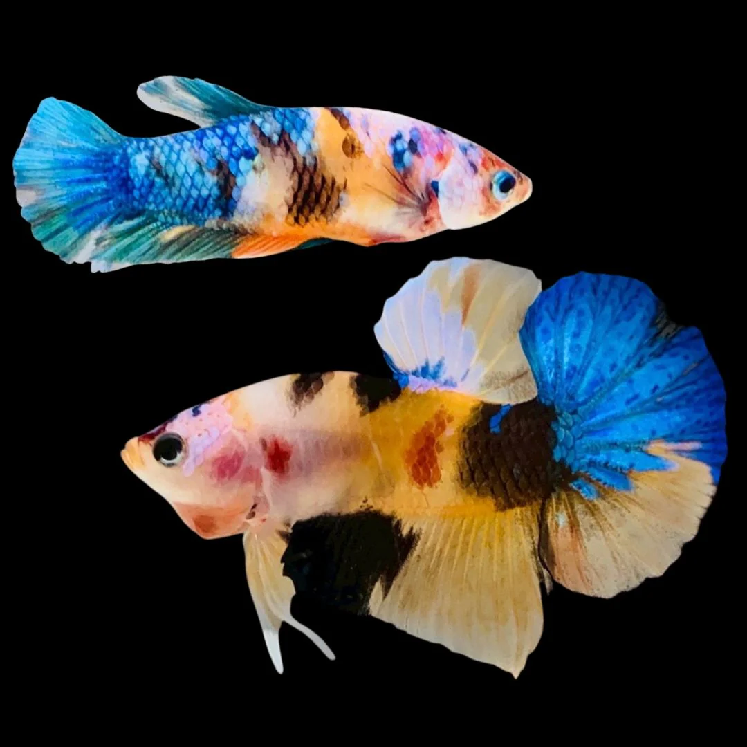 Female Betta Fish
